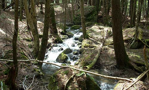 Mink Brook Nature Preserve
